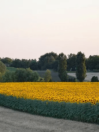 sunflower-process1 - Mustela Australia - 1