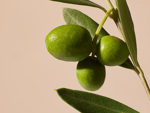 OLIVE - Mustela Australia - 1