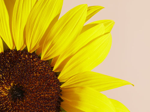 TOURNESOL_f92cd21c-8034-492c-ba76-c6d45f693eac - Mustela Australia - 1