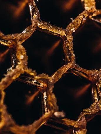 beeswax-2 - Mustela Australia - 1