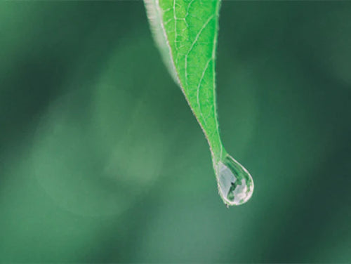 green-extraction-processes - Mustela Australia - 1