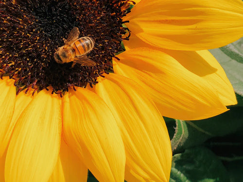 natural-organic-ingredient - Mustela Australia - 1