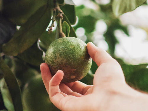 reponsible-sourcing - Mustela Australia - 1