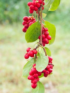 schisandra-ingredient-mustela_275x366_869e644b-7fc4-4bab-9b5c-b88de741faf4 - Mustela Australia - 1