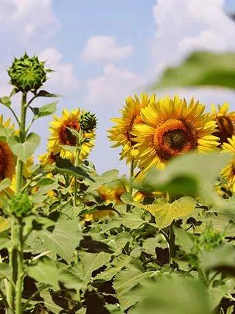 sunflower-process2 - Mustela Australia - 1