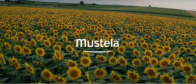 video-mustela-tournesol - Mustela Australia - 1